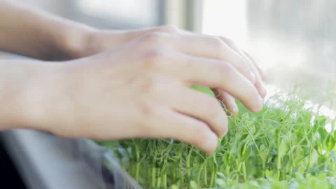 Growing microgreens at home Vídeos de archivo 172300700