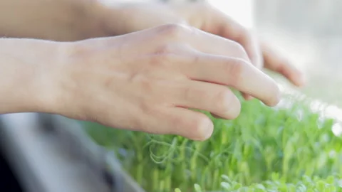 Growing microgreens at home Vídeos de archivo 172300992
