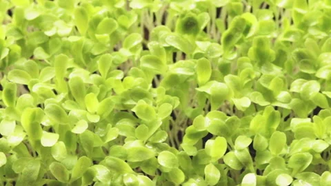 Growing microgreens at home Vidéo 174099197