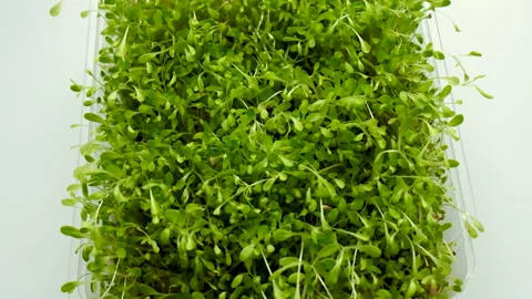 Growing microgreens at home. Selective focus. Stock Footage 224049372