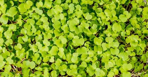Growing microgreens. Pattern of young shoots of arugula, top view, close-up Stock-Fotos
