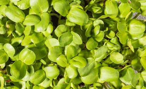 Growing microgreens. Pattern of young sunflower shoots, top view, close-up Stock Photos
