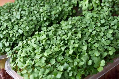 Growing microgreens Stock Photos