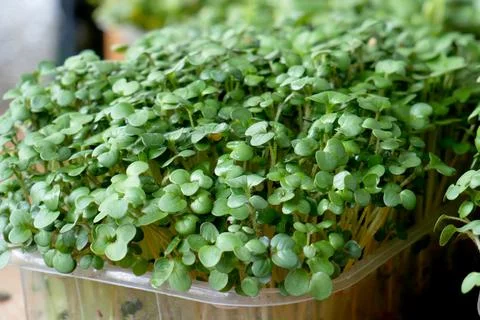 Growing microgreens Stock Photos