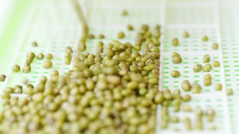 Growing microgreens from seeds in a simple method Stock Footage 335766960