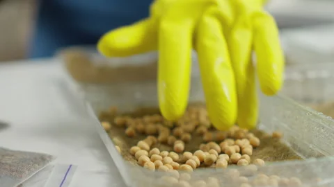 Growing microgreens is a simple and satisfactory process that provides the Stock Footage 245062510