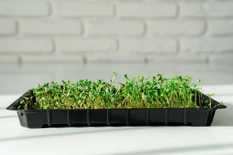 Growing microgreens on table background Stock Photos