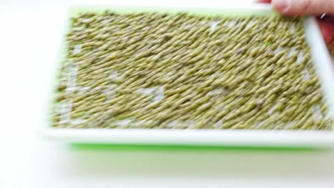 Growing microgreens using a simple tray method Stock Footage 335766968