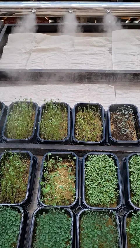 Growing microgreens using steam pollination in a controlled environment for.. Stock Footage 337326159