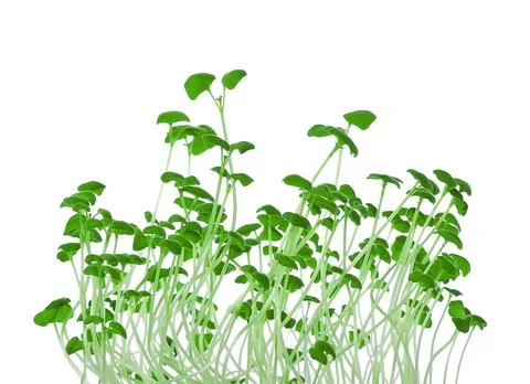 Growing microgreens on white background Foto stock