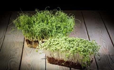 Growing microgreens.Two containers with pea and mustard greens on a wooden table Stock Photos