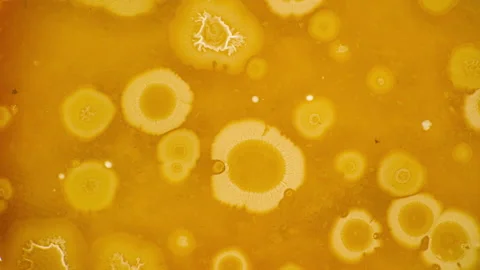 Growing microorganisms in petri dish time lapse Stock Footage 130290199
