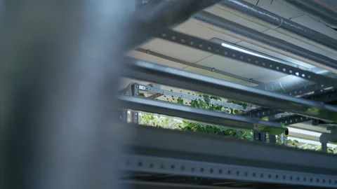 Growing microplants in modern vertical farming laboratory 스톡 동영상 331294574