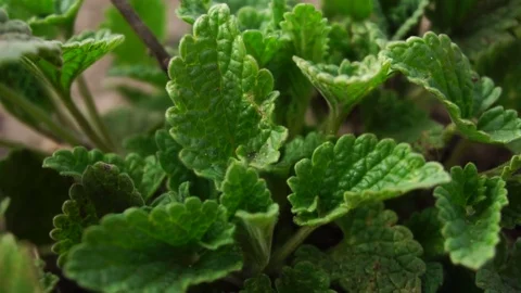 Growing mint on the bed. Stock Footage 74933432