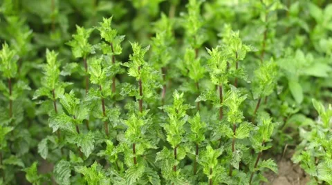 Growing mint in the garden Stock Footage 48336383