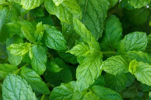 Growing mint leaves Stock Photos