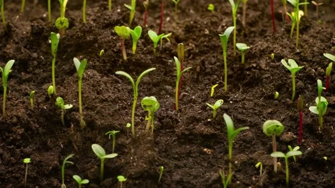 Growing mixed different plants macro time lapse Stock Footage 153794394