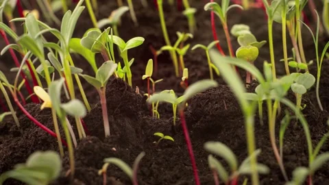 Growing mixed different plants macro time lapse Stock Footage 153878708