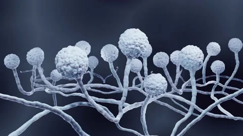 Growing Mold Stock Footage 168698455