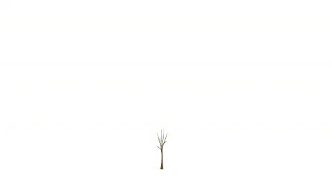 Growing Money Tree Stock Footage 396979