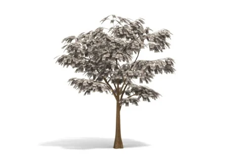 Growing Money Tree Stock Footage 535066
