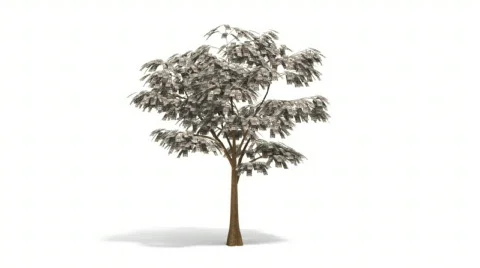 Growing Money Tree Stock Footage 535068