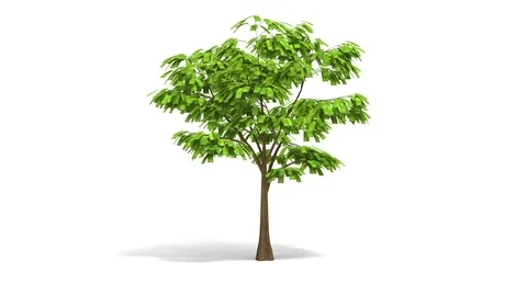 Growing Money Tree Stock Footage 89165359