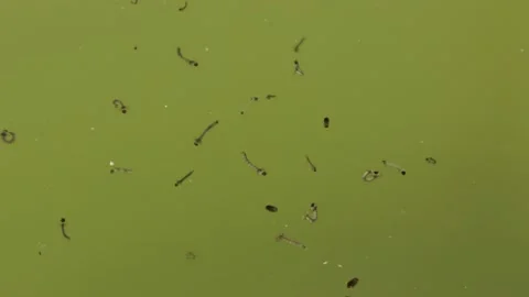 Growing Mosquitos In Side And Store Dirty Water In An Drum . Stock Footage 199914074