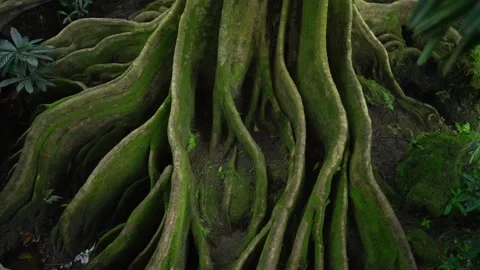 Growing moss on tree roots at the ground Vídeo Stock 138986152