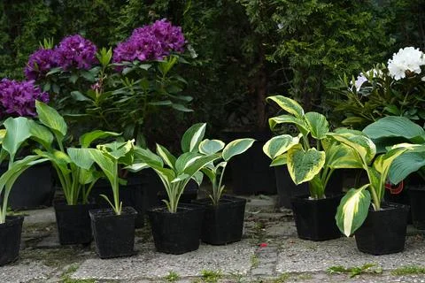 Growing of multiple varieties Hosta in containers for close-up planting Stock Photos