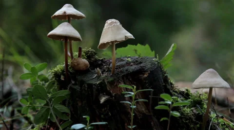 Growing mushroom on tree trunk Stock Footage 32547805