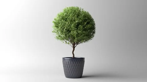 Growing myrtle tree in pot cg animation Stock Footage 78017039