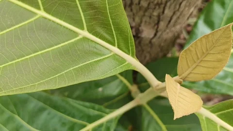 Growing up new branche of teak tree, teak tree leaves, close up footage Stock Footage 308570804