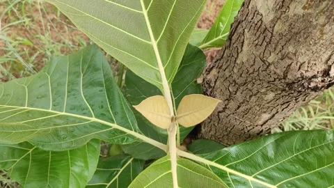Growing up new branche of teak tree, teak tree leaves, close up footage Stock Footage 308582564
