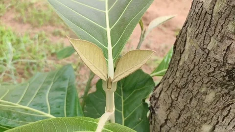 Growing up new branche of teak tree, teak tree leaves, close up footage Stock Footage 308582613