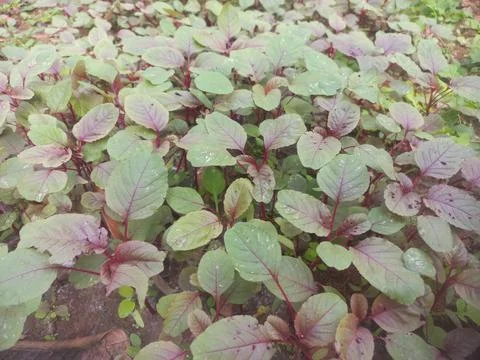 Growing New soft small Red Saag of indian agriculture garden field Stock Photos