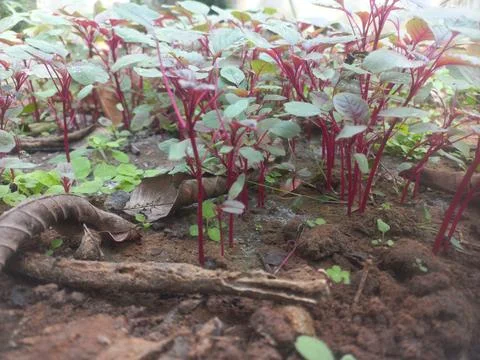 Growing New soft small Red Saag of indian agriculture garden field Stock Photos
