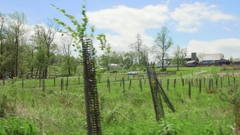 Growing new trees at farm Stock Footage 75462418