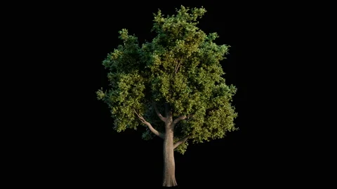 Growing oak tree on black background Stock Footage 229961067