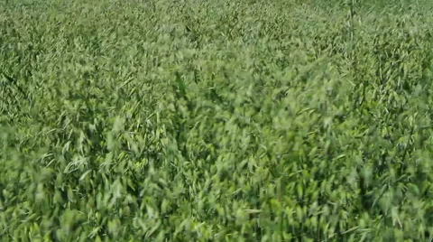 Growing oat. Stockbeeldmateriaal 40728048