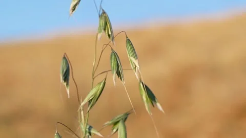Growing oats in the field. Stock Footage 165343742