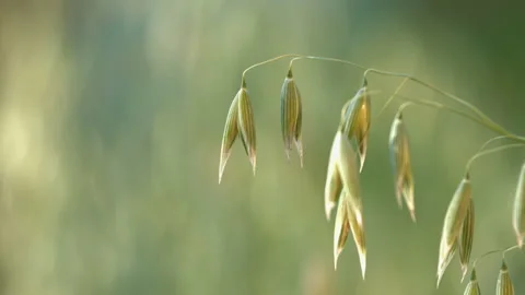 The growing oats. Stockbeeldmateriaal 85999804