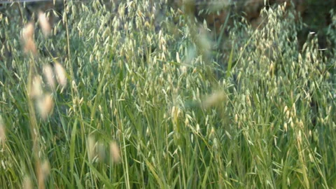 The growing oats. Stock Footage 85999871