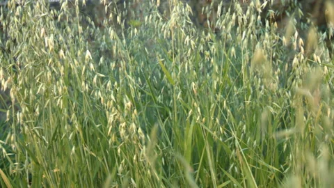 The growing oats. Видео 85999938