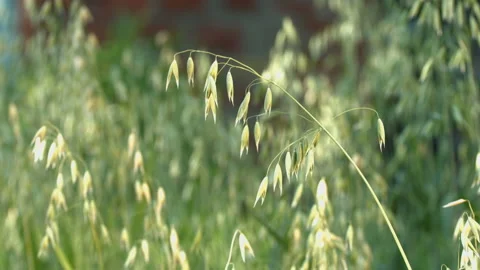 The growing oats. Видео 85999951