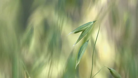 The growing oats. Video stock 86009289