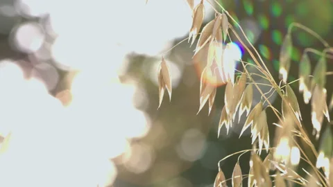 Growing oats in the rays of sunlight. Stockbeeldmateriaal 114736837