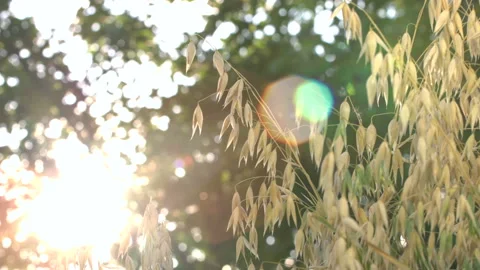 Growing oats in the rays of sunlight. Stock Footage 114736949