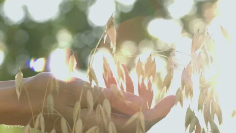 Growing oats in the rays of sunlight. Slow motion. Stock Footage 114736558