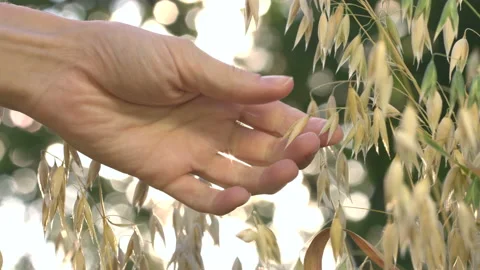 Growing oats in the rays of sunlight. Slow motion. Видео 114737110